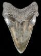 Bargain Angustidens Tooth - Megalodon Ancestor #39978-1